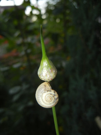 Allium Hair (2014, May 28)