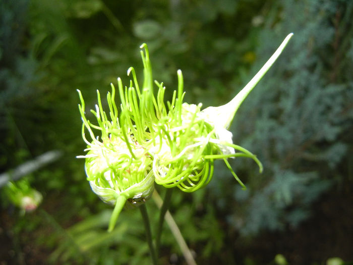 Allium Hair (2014, June 01)
