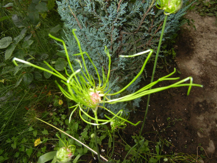 Allium Hair (2014, June 01)