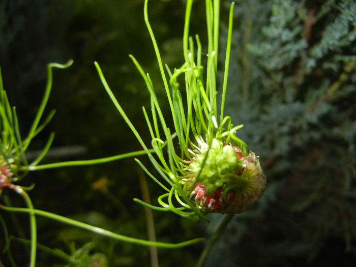 Allium Hair (2014, June 04)