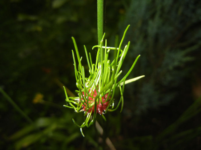 Allium Hair (2014, June 04)