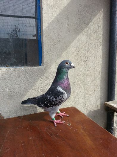 20140602_171020 - porumbei vanduti