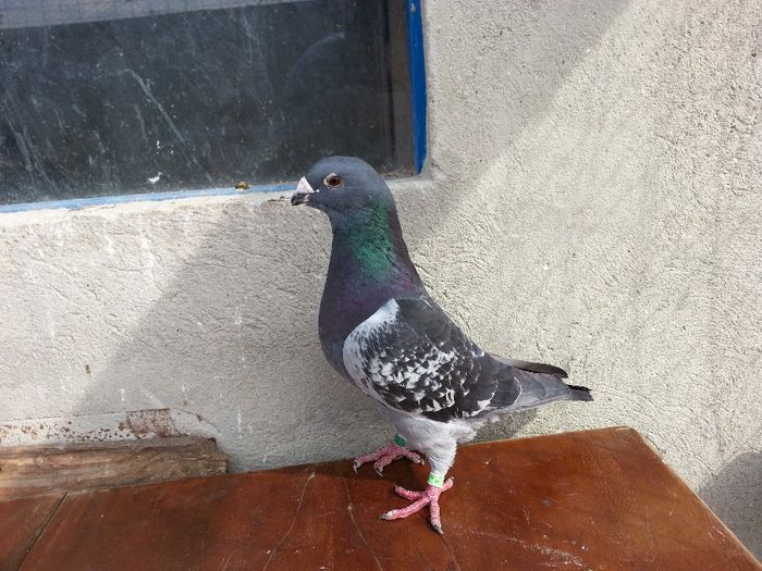 20140602_171031 - porumbei vanduti