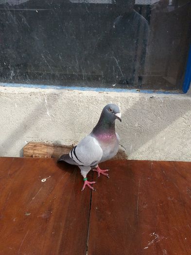 20140602_171121 - porumbei vanduti