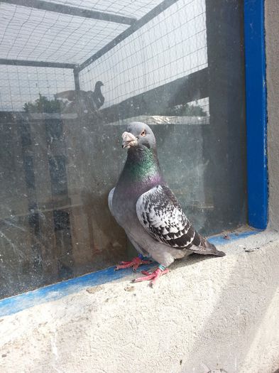 20140602_171208 - porumbei vanduti
