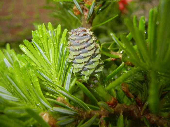 Abies koreana (2014, May 16) - Abies koreana_Korean Fir