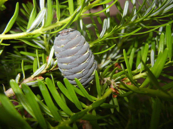 Abies koreana (2014, June 04)