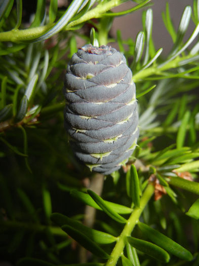 Abies koreana (2014, June 04) - Abies koreana_Korean Fir