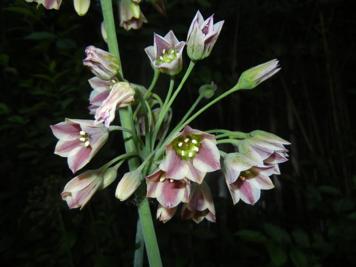 Allium siculum (2014, May 24)