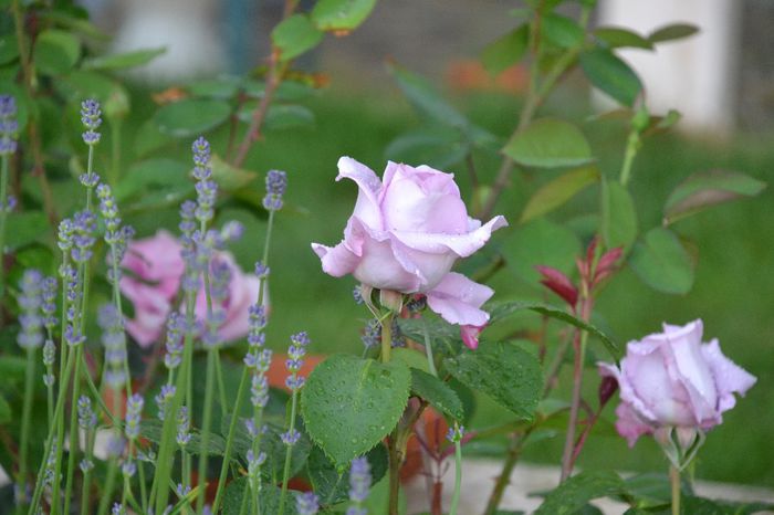 Rosa Sterling Silver & Lavander