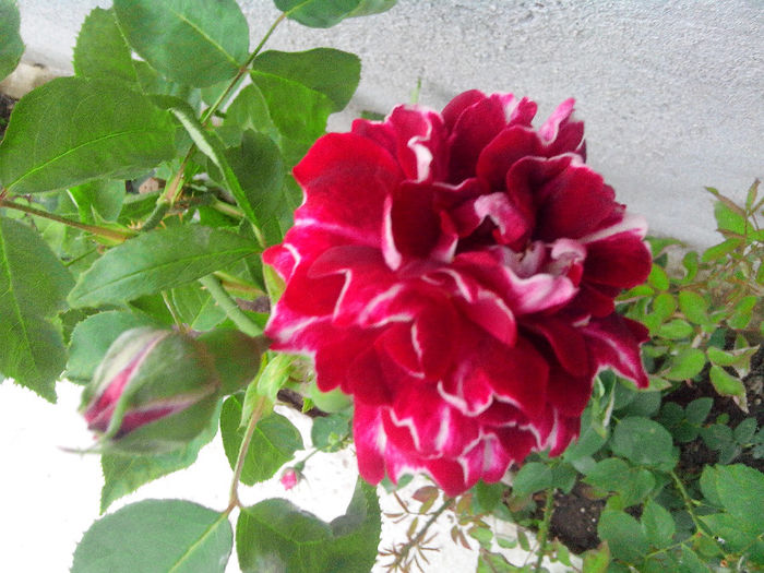 roger lambelin - TRANDAFIRI 2014