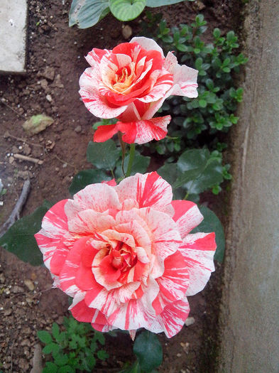 nr31 - TRANDAFIRI 2014