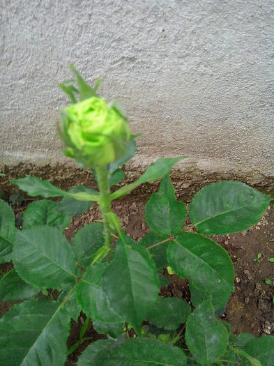 trandafir nr 62 - TRANDAFIRI 2014