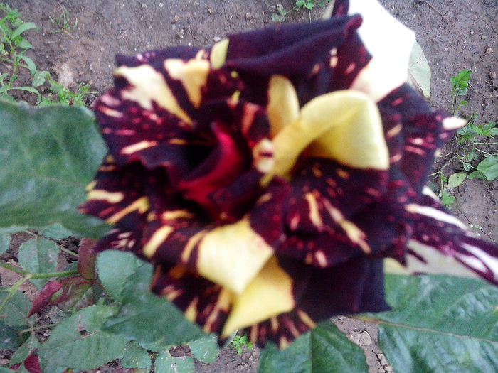 IMG_20140604_194900 - TRANDAFIRI 2014