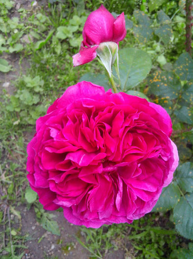 IMG_20140604_195432 - TRANDAFIRI 2014