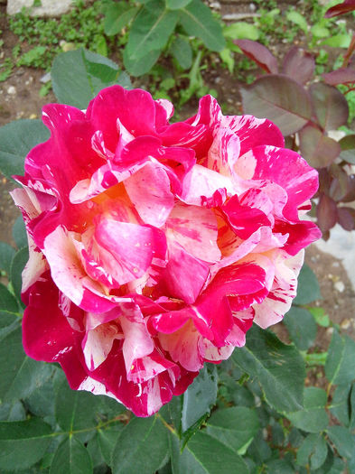 maurice utrillo - TRANDAFIRI 2014