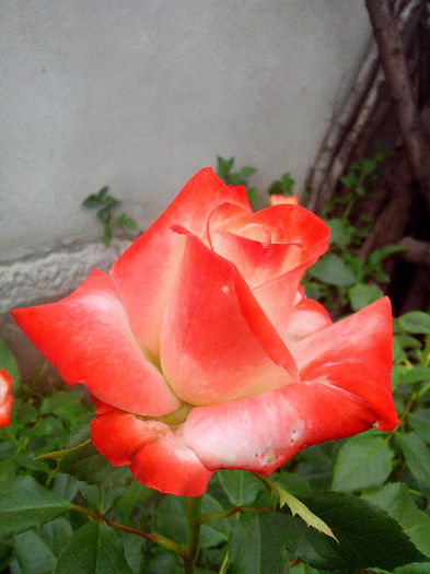 IMG_20140604_195623 - TRANDAFIRI 2014