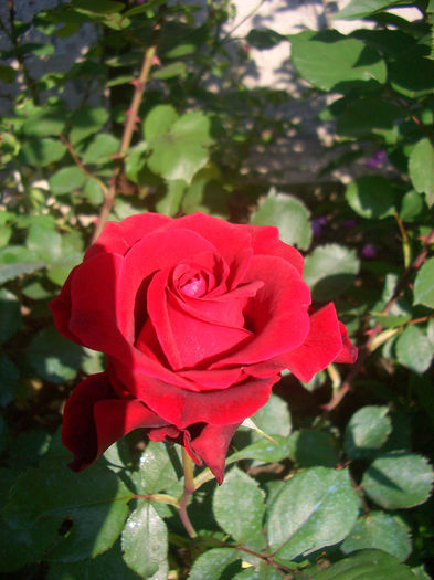'Grand Gala'• MEIqualis; Florists Rose, Hybrid Tea.  Bred by Alain Meilland (France, 1995).
