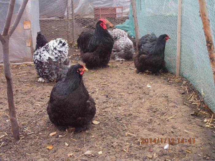 1514099_1433966580170476_719945417_n