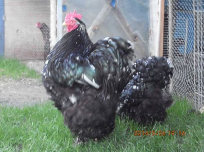 10346314_1484646118435855_4197242429784340599_n