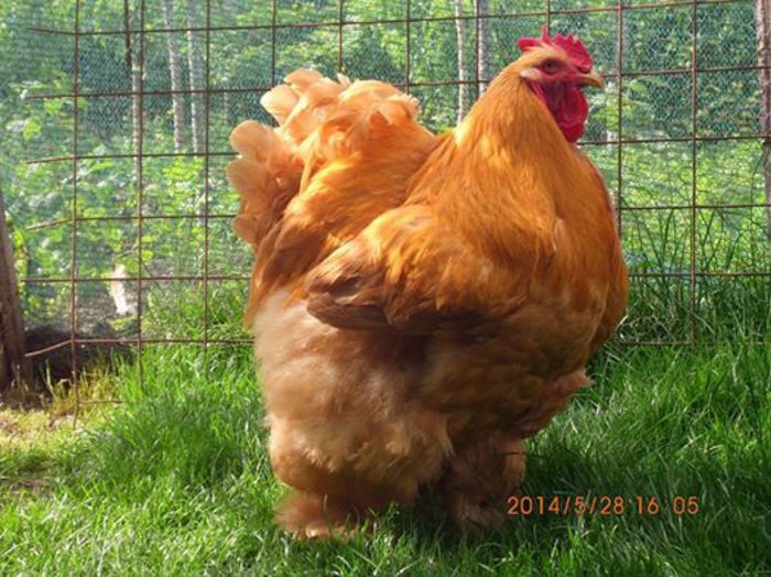 10405623_1484647685102365_6036581327163934581_n