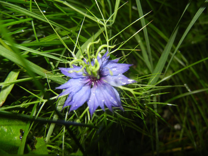 Nigella damascena (2014, June 04) - NIGELLA Damascena