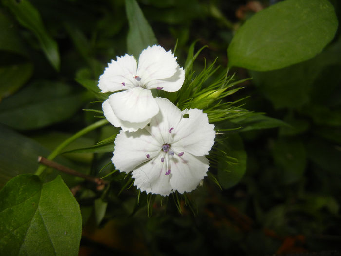 Dianthus barbatus (2014, May 26) - Dianthus Barbatus