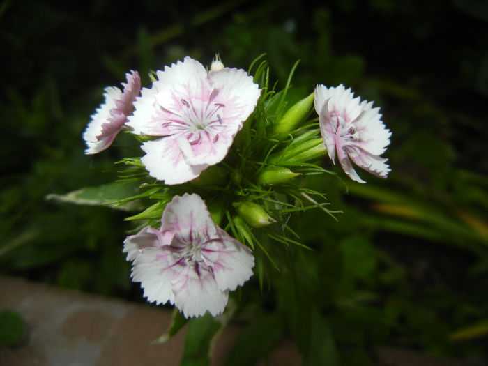 Dianthus barbatus (2014, May 29) - Dianthus Barbatus