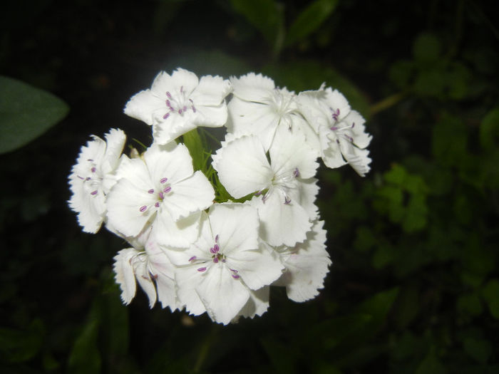Dianthus barbatus (2014, June 04) - Dianthus Barbatus