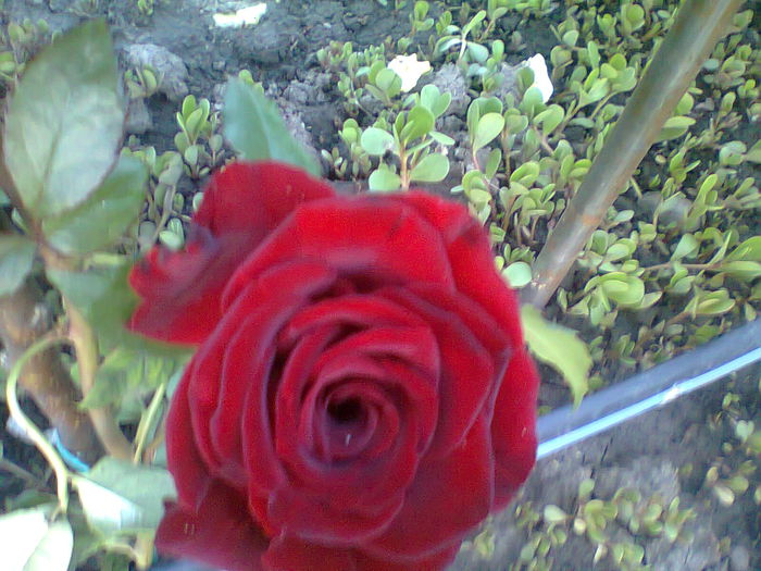 un grena frumos !1 - trandafiri plantati in toamna 2013
