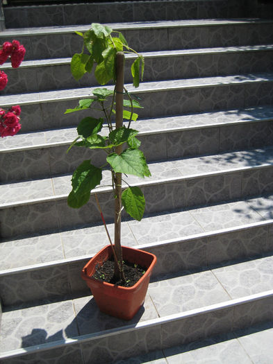 clero philippinum 40 lei - ULTIMA POSIBILITATE de vanzare clerodendrum 2014