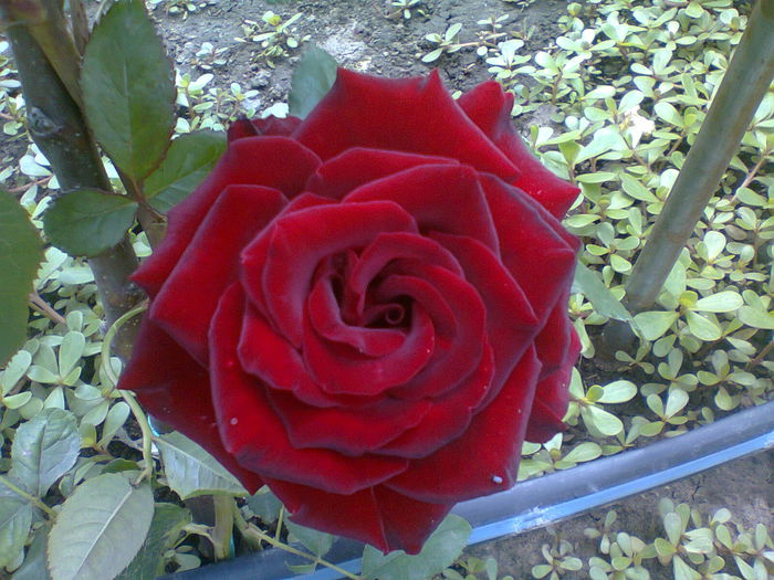 grena 1 - trandafiri plantati in toamna 2013