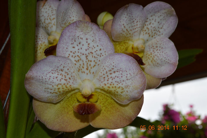 Ascocenda Summer Kiss