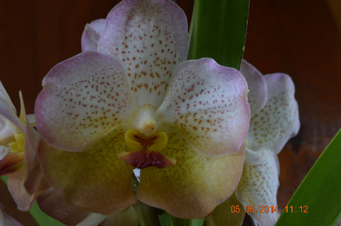 Ascocenda Summer Kiss