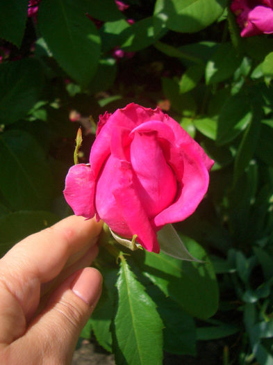 'Peter Frankenfeld ®'; Hybrid Tea.  Bred by Reimer Kordes (Germany, 1966).
