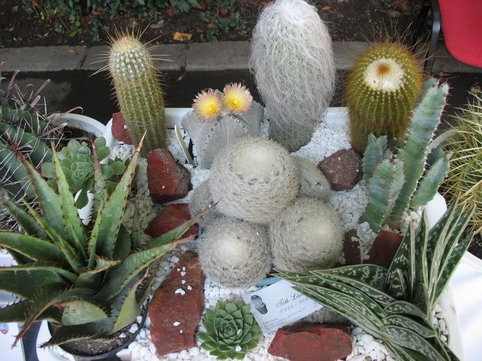 IMG_0795 - idei interesante culese de pe net A