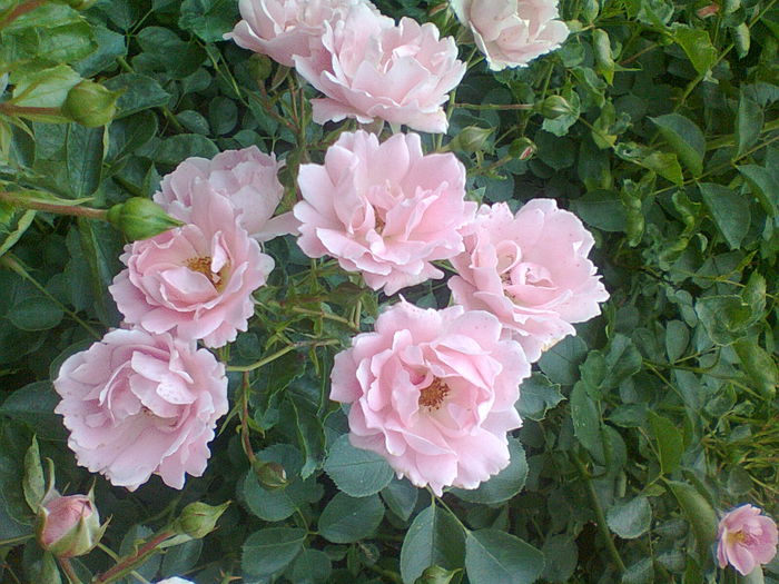 Summerwind acoperitor