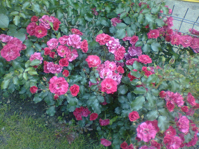 Rotilia