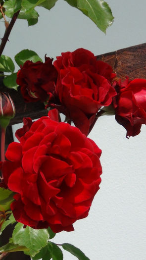 DSC01479 - h-trandafiri2014-1