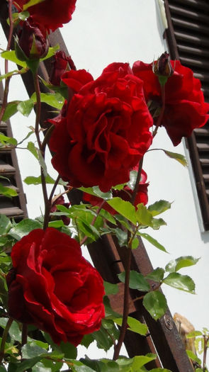 DSC01481 - h-trandafiri2014-1