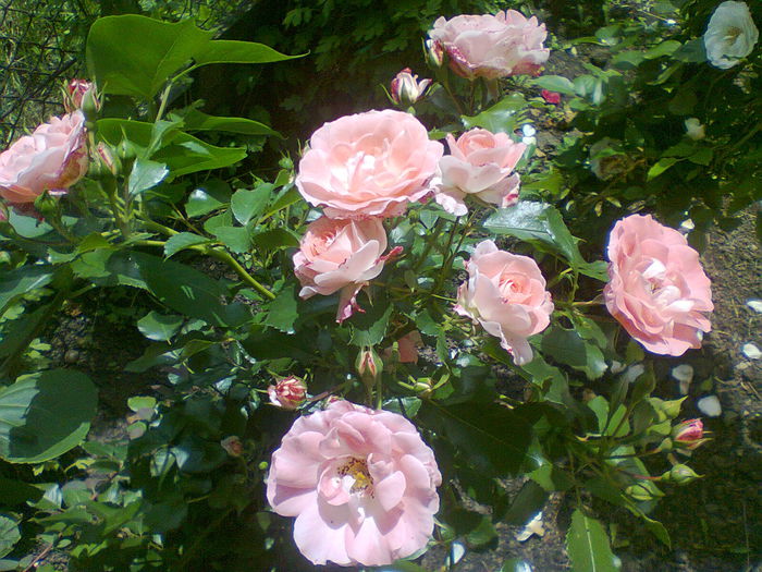 Rosenstadt Freising de la Coral