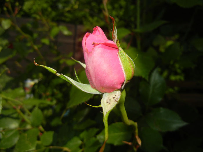 Rose Parade (2014, May 21)