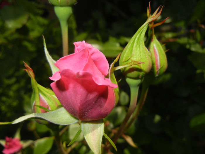 Rose Parade (2014, May 21)