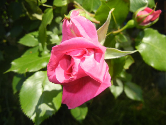 Rose Parade (2014, May 21)