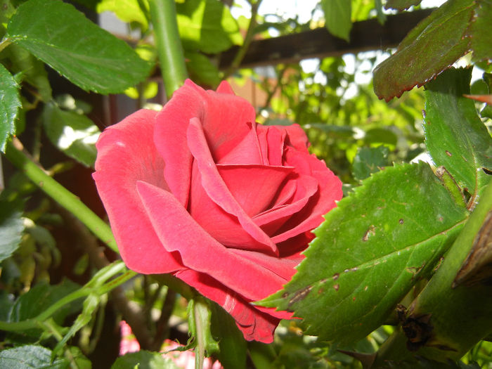 Rose Blaze Superior (2014, May 21) - Rose Blaze Superior