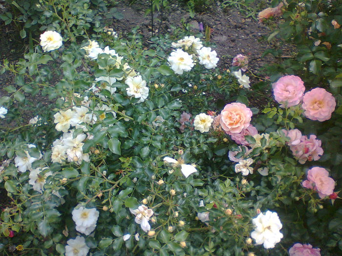 acoperitori Cubana si Sunny Rose - gradina 2014 trandafiri