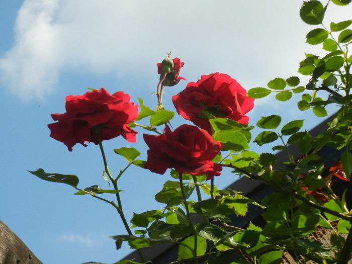 Rose Blaze Superior (2014, May 21) - Rose Blaze Superior