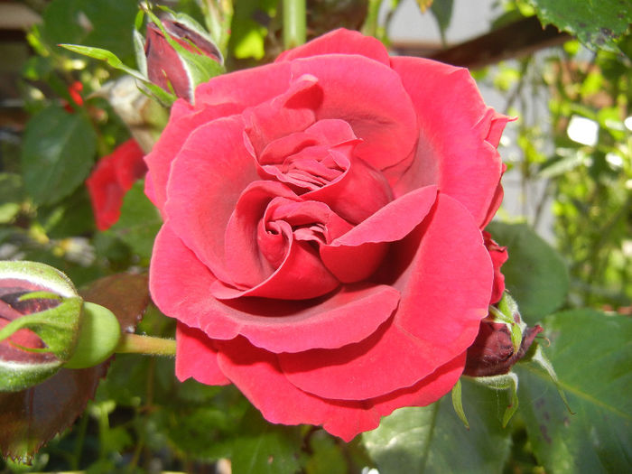 Rose Blaze Superior (2014, May 21) - Rose Blaze Superior