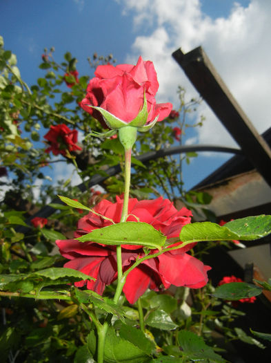 Rose Blaze Superior (2014, May 21) - Rose Blaze Superior