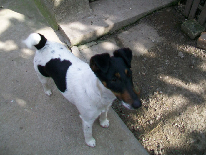 Atos la 6 luni si mama lui,Eliza. 005 - Fox terrier-neted